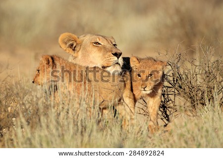 Lioness with young lion cubs (Panthera leo), Kalahari desert, South Africa