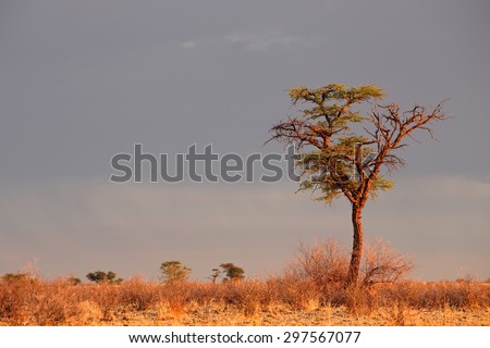 Landscape with a camelthorn Acacia tree (Acacia erioloba), Kalahari desert, South Africa