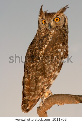 Spotted eagle-owl (Bubo africanus) at dawn, Kalahari, South Africa