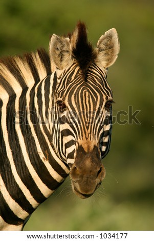 Portrait of a Plains (Burchell’s) Zebra (Equus quagga), Kruger National Park, South Africa