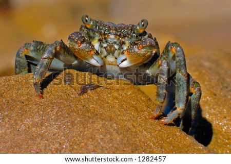 Green rock crab on rock, southern Africa