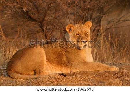 Lioness (Panthera leo) lying down in early morning light, South Africa