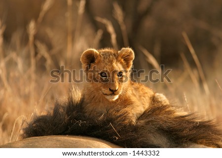 Lion cub (Panthera leo) sitting on the head of his father, South Africa