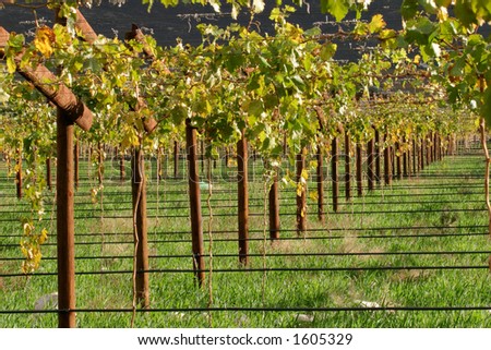 Vineyard, Cape town area, South Africa
