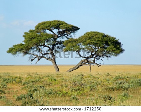 African grassland landscape with an Acacia tree (Acacia erioloba), Etosha National Park, Namibia