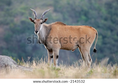 Eland antelope (Taurotragus oryx) - largest antelope of southern Africa