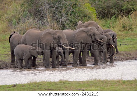 Herd of African elephants (Loxodonta africana) drinking at a waterhole, Kruger National Park, South Africa