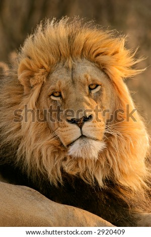 Portrait of a big male African lion (Panthera leo), South Africa