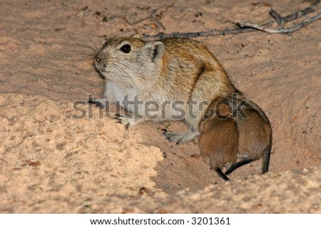 Female whistling rat (Parotomys brantsii) with her young offspring, Kalahari, South Africa