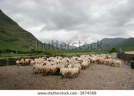 Black-headed Irish mountain sheep