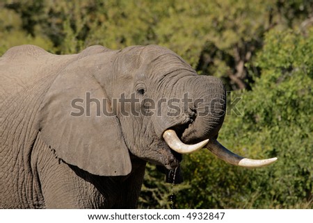 Portrait of an African elephant (Loxodonta africana) drinking water, Sabie-Sand nature reserve, South Africa