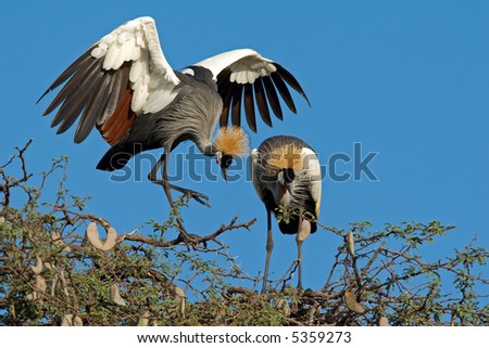 Displaying crowned cranes (Balearica regulorum), Hwange National Park, Zimbabwe, southern Africa