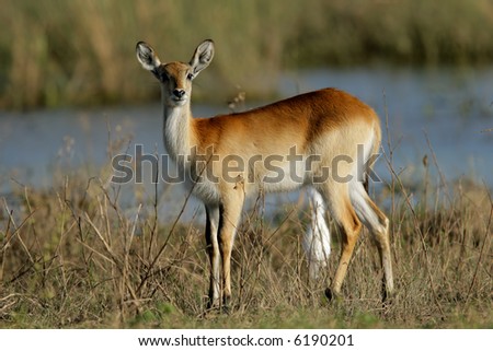 A female red lechwe antelope (Kobus leche), Chobe National Park, Botswana, southern Africa