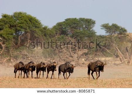Blue wildebeest (Connochaetes taurinus) walking in dry riverbed, Kalahari desert, South Africa