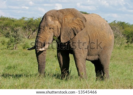 A large African bull elephant (Loxodonta africana), Hwange National Park, Zimbabwe, southern Africa