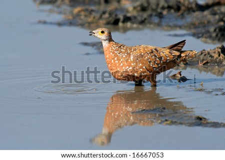 Spotted or Burchell\'s sandgrouse (Pterocles burchelli) drinking water, Kalahari desert, South Africa