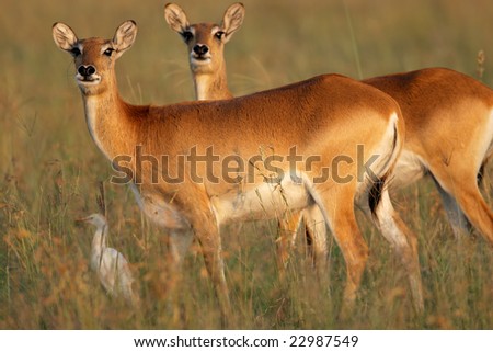 Two female red lechwe antelopes (Kobus leche), southern Africa