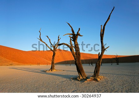 Dead Acacia tree against a red sand dune and blue sky, Sossusvlei, Namibia, southern Africa