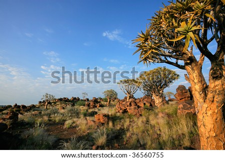 Desert landscape with granite rocks and quiver trees (Aloe dichotoma), Namibia, southern Africa