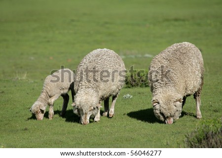 Merino sheep grazing on lush green pasture