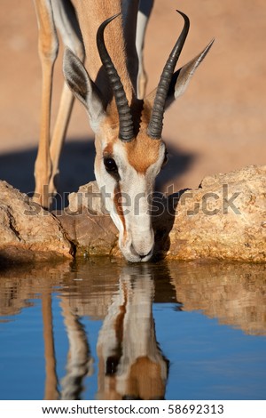 Portrait of a springbok antelope (Antidorcas marsupialis) drinking water, Kalahari desert, South Africa