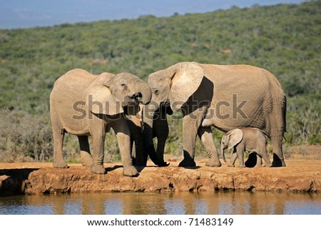 African elephants (Loxodonta africana) drinking water at a waterhole, Addo Elephant park, South Africa