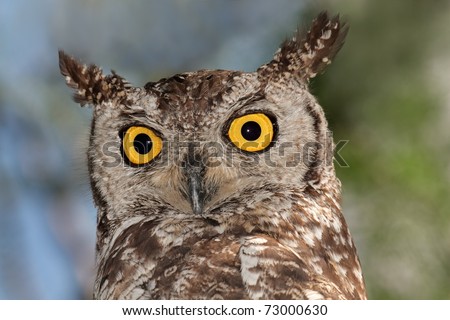 Close-up portrait of a spotted eagle-owl (Bubo africanus) with large yellow eyes, South Africa