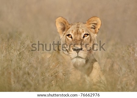 Portrait of a lioness (Panthera leo), South Africa