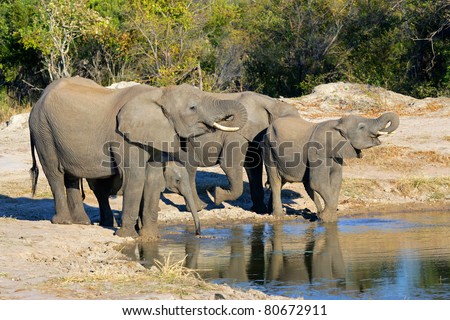 African elephants (Loxodonta africana) drinking water at a waterhole, South Africa