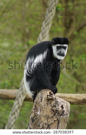 A wild King Colobus Monkey - Colobus polykomos