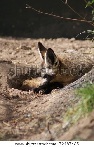 Bat-eared Fox - Otocyon megalotis