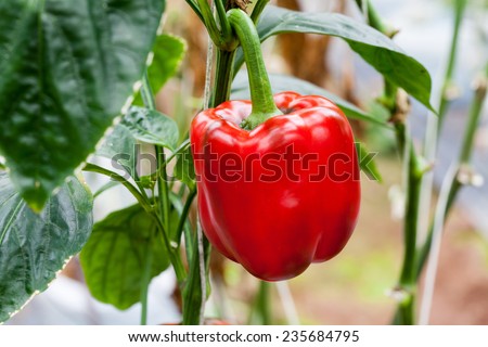 red bell peppers hanging on tree in farm