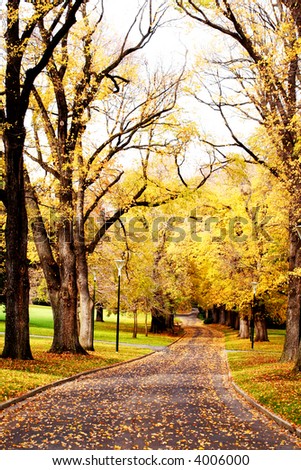 Fall colors ~ golden elm trees in a city park, with a winding road leading the way.