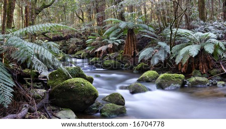 Panorama of river in a rainforest of ancient myrtle beech trees and tree ferns.  A bridge is constructed from a fallen tree.  Yarra Ranges, Victoria, Australia