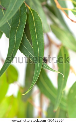 Gum leaves with white background.  Blurred background, with soft focus on front leaves.