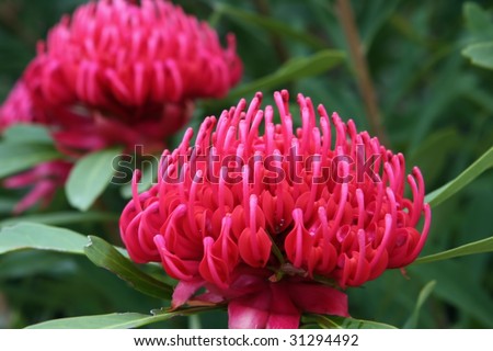 Waratah flowers.  Pink variety, shallow DOF.  Australian native flower.  The red variety is the state floral emblem of New South Wales.