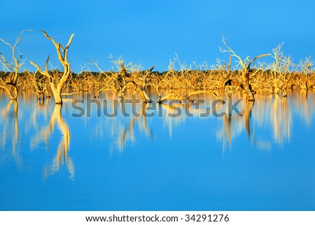 Trees submerged in man-made lake, in glorious sunset light.  Menindee, outback New South Wales, Australia.