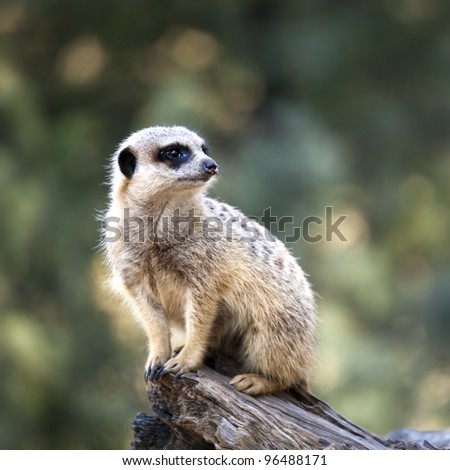 Single meerkat on a log, gazing into the distance.  Blurred background.