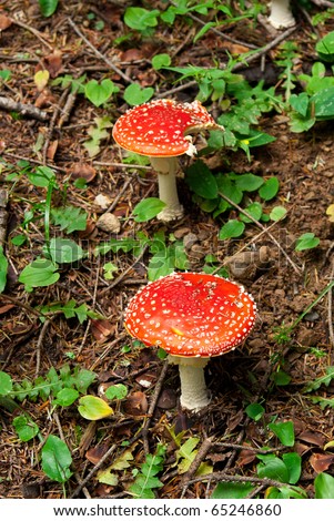 two red mushrooms in a forest at the foot of a tree, but you can not eat two red mushrooms in a forest at the foot of a tree, but you can not eat poisonous