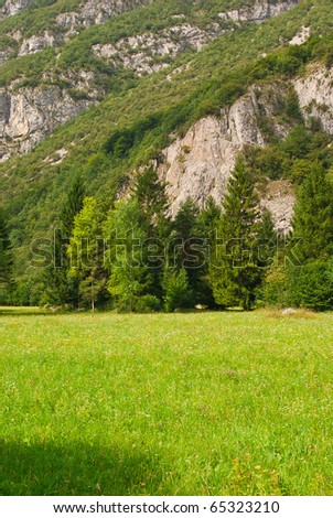 a field full of flowers in the mountains at the foot of a steep side in a summer day