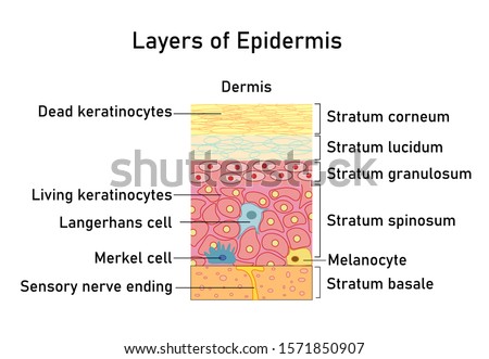 Vector illustration with structure layers of dermis for medical and educational pictures isolated