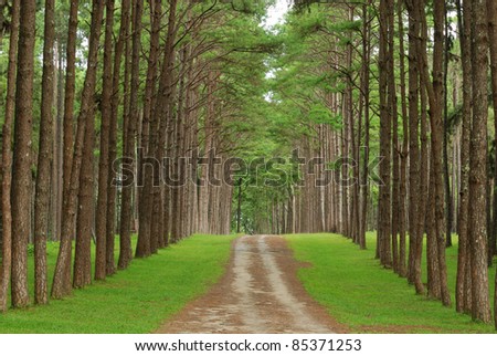 pine trees form Chiangmai Thailand