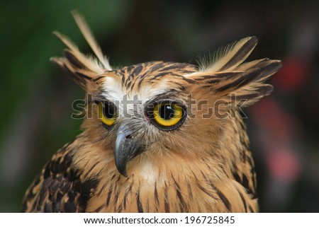Brown OWL eyes pointed mouth and show the side