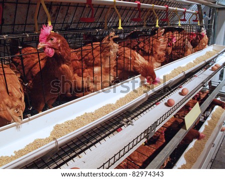 Hen farm with accessory , food , water and eggs.