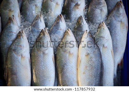 Silver perc  White perch fish fresh in the market