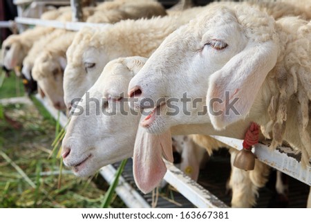 close up of sheep face in ranch farm