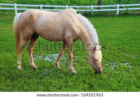 white horse eating grass in ranch field use for multipurpose animals theme in farm