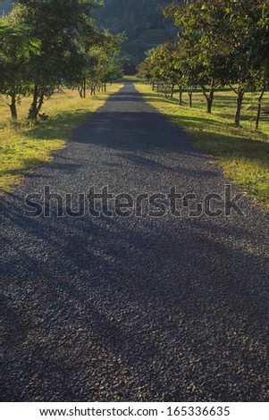 asphalt ways perspective to far with tree plant beside