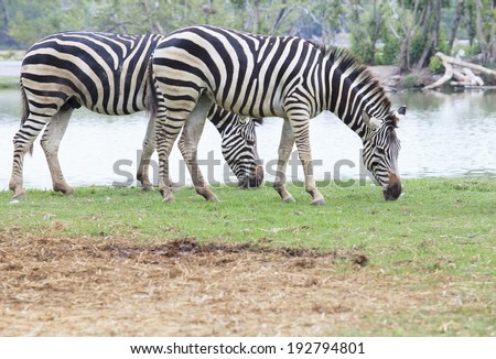 two zebra on green field eating grass leaves use for african animals wildlife theme