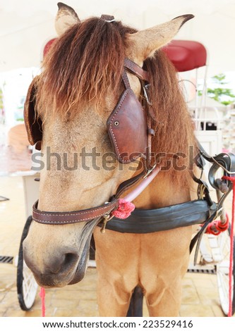 close up face of working horse with eyes blind path